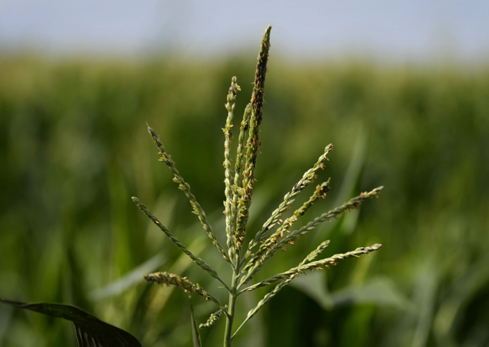 Corn tassel