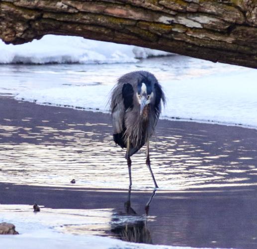 Great Blue Heron