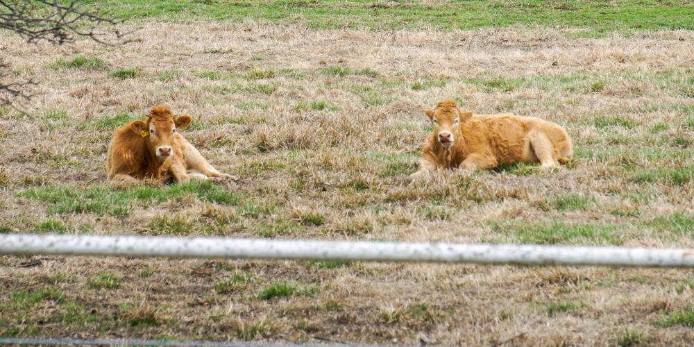 Beef cattle in field