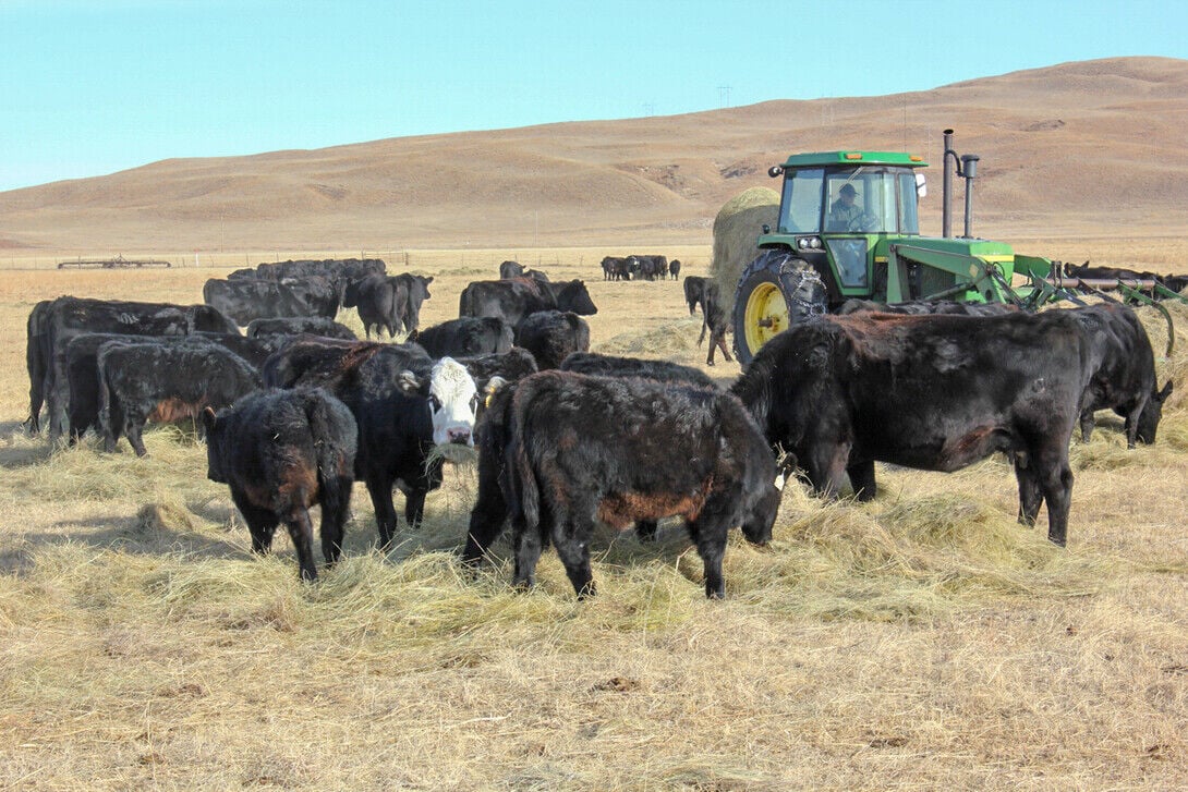 Feeding cattle