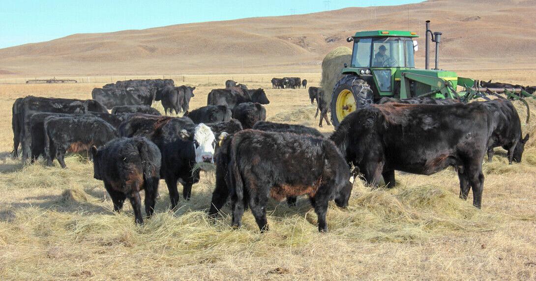 Feeding cattle