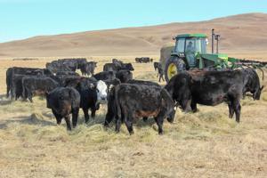 Evaluate feed options amid drought, higher hay prices with help of Extensions webinar