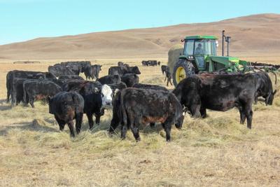 Feeding cattle