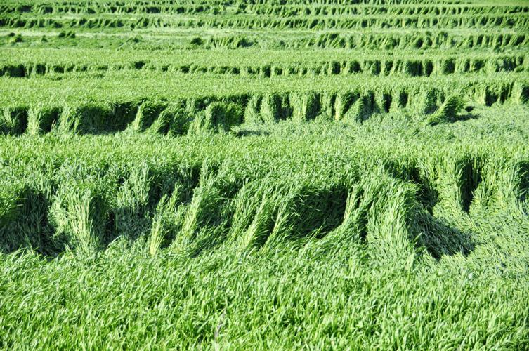 Field art
