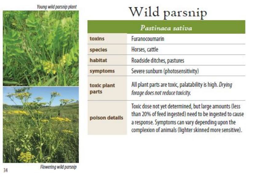 Wild parsnip