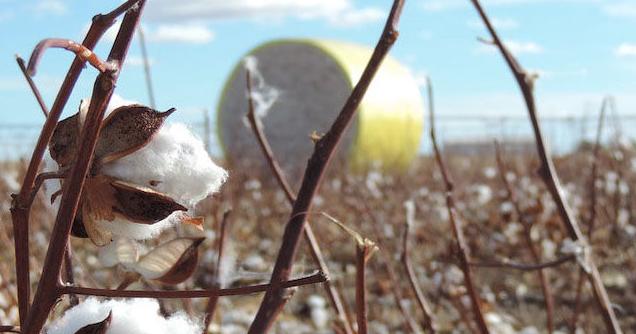 Time to scout cotton, corn fields