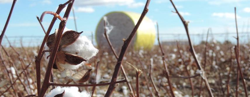 Cotton field