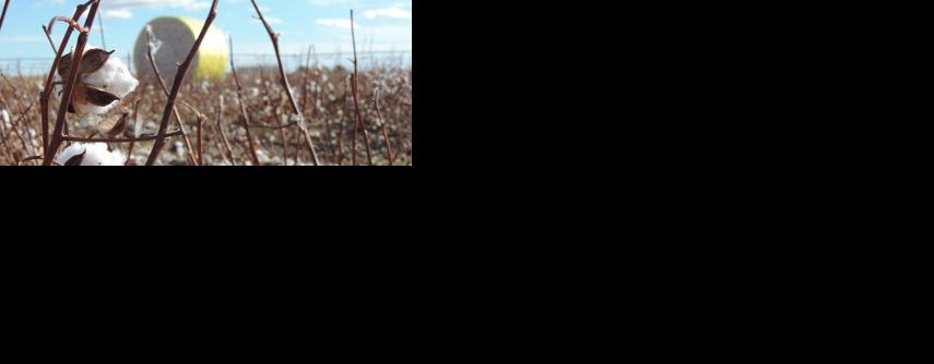 Cotton field