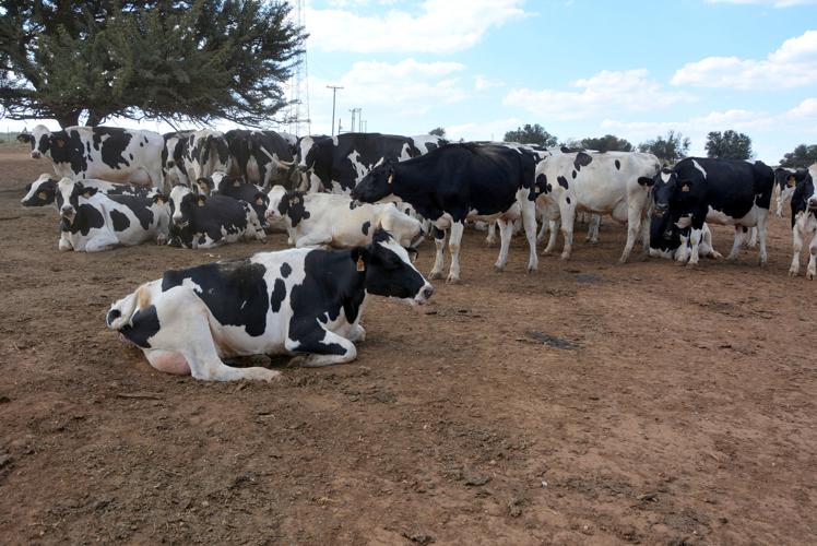 Cows are housed in outdoor corrals