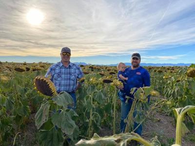 Hodgskiss Seed offers a variety of fall options