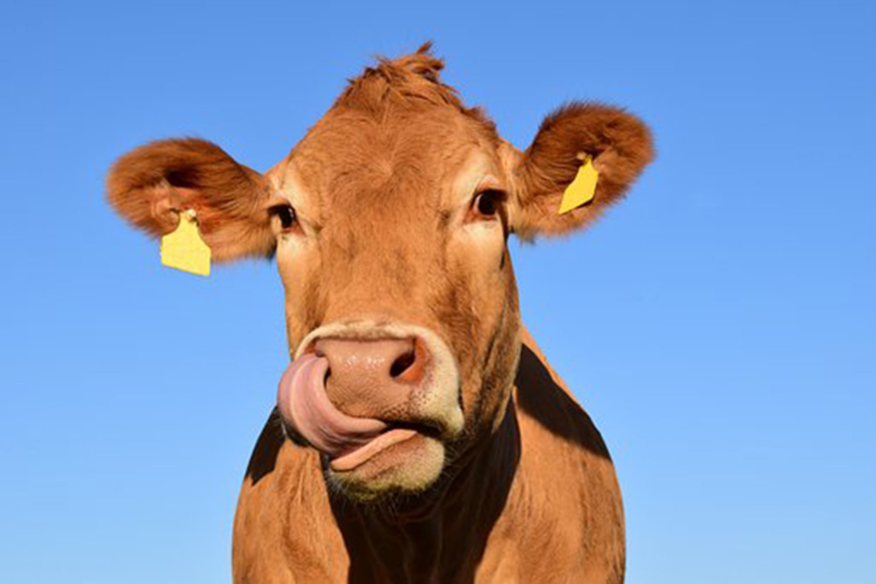 Cows with rings on sale in the nose