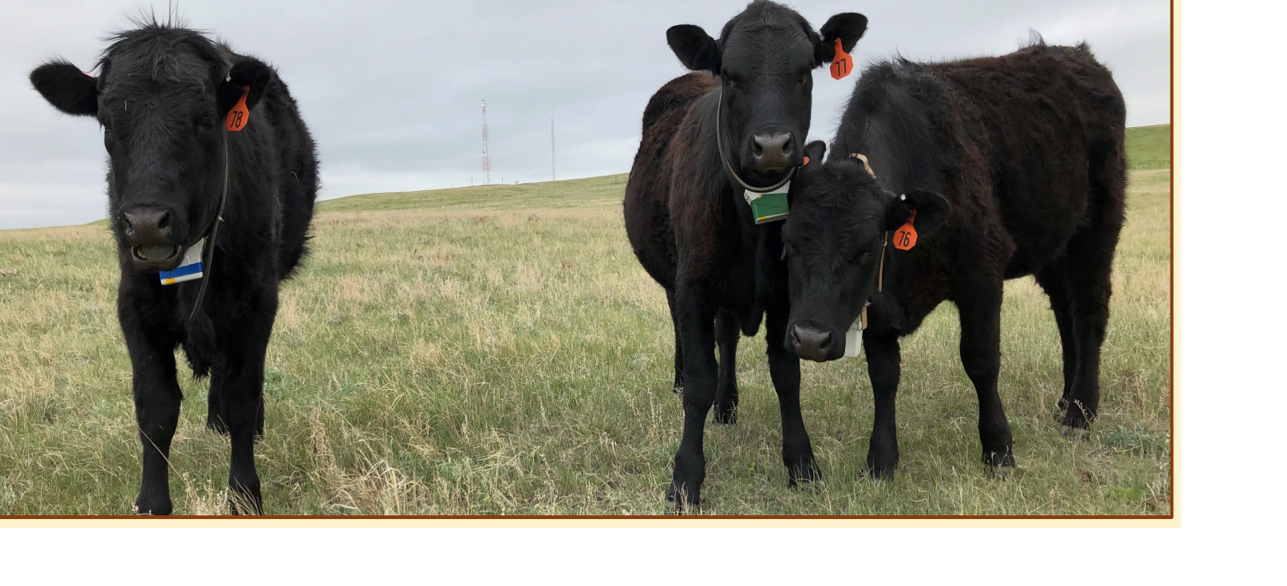 Cows with GPS collars
