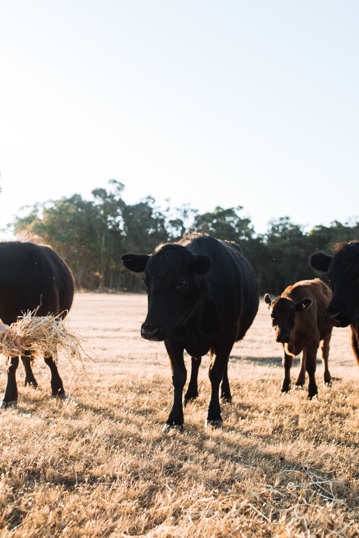 Livestock Auction Calendar December 10 2021