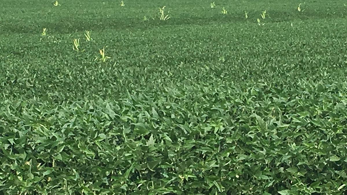 Volunteer corn