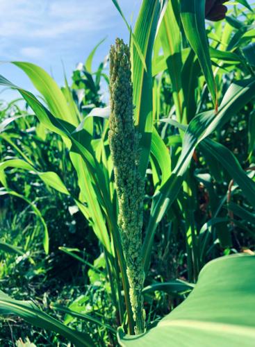 Sorghum in field