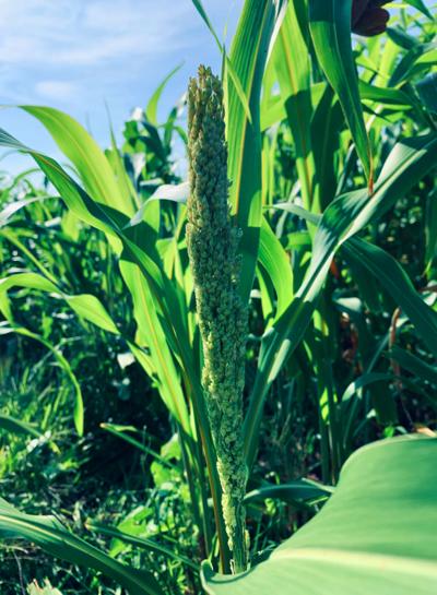 Sorghum in field