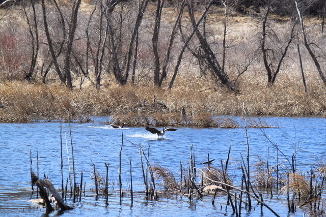 Wetlands and marsh Wild Life Management area