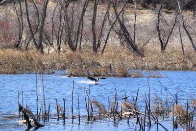 Wetlands and marsh Wild Life Management area