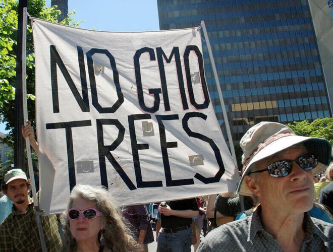 Demonstration of genetically modified trees