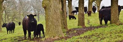 Cow-calf in grove of trees