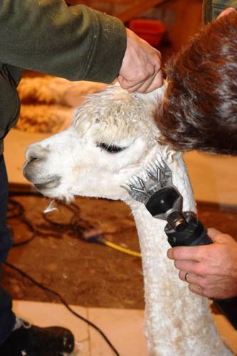 Alpaca neck and head being sheared