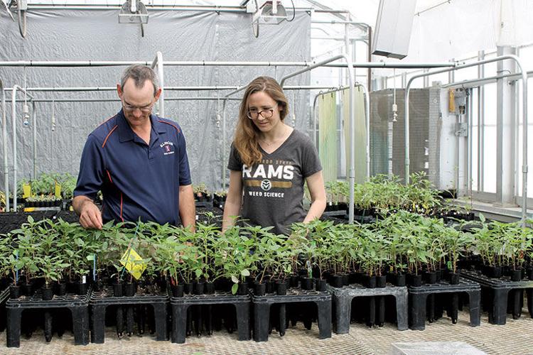 university greenhouse