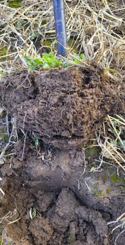 Healthy soil