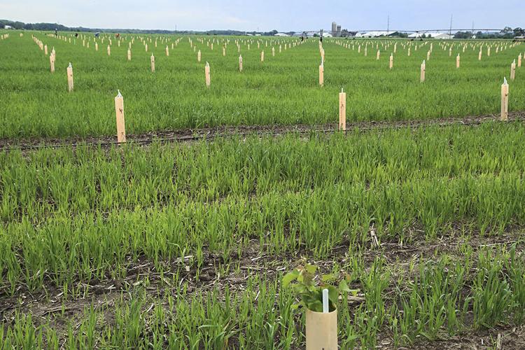 Alley-cropping demonstration