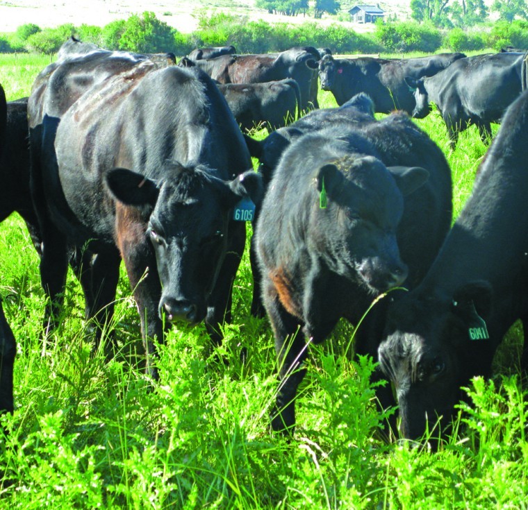 Cattle Controlling Noxious Weeds