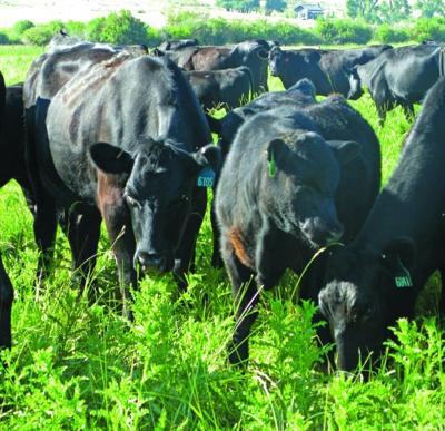 Cattle Controlling Noxious Weeds