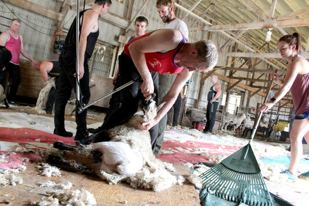 Shearing