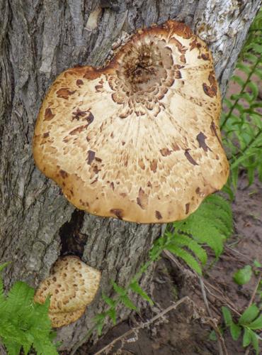 Mushrooms