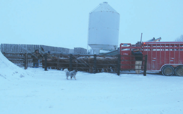 McHenry County rancher