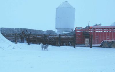 McHenry County rancher