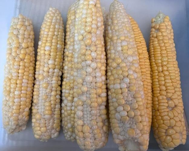 (D) Pollination 2.jpg