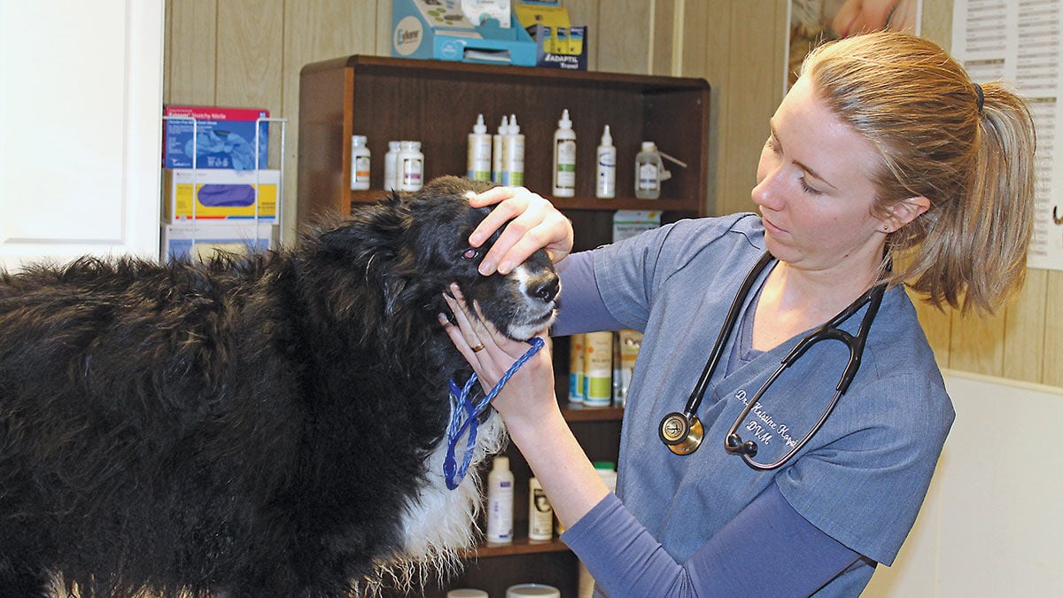 Supply demand changing for veterinarians in rural areas