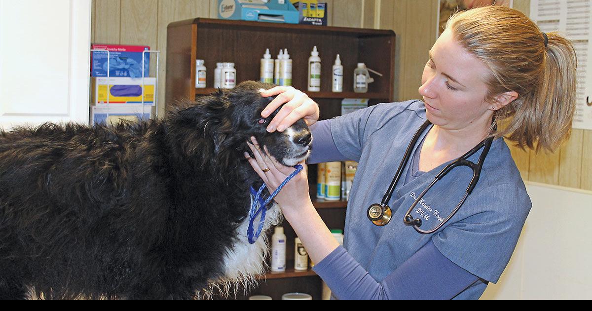 Supply, demand changing for veterinarians in rural areas