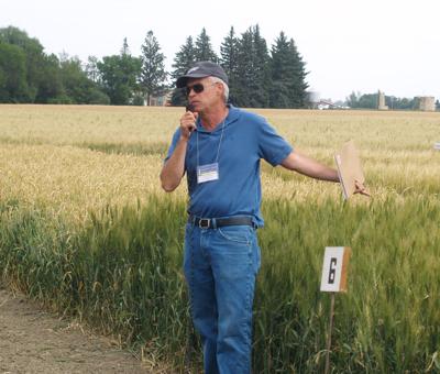 Answer To Stay Green Low Gluten Problem Lanning Seed Feature Agupdate Com