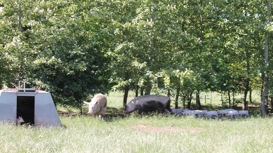 pigs roam among poplar trees at Bertel and Marianne Hestbjerg