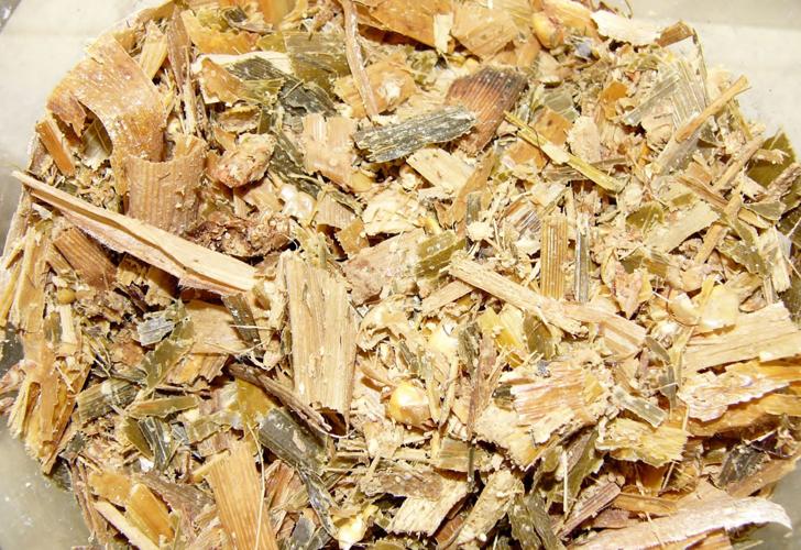 Top corn silage sample