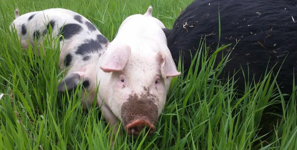Pasture-raised pigs at Green Fire Farm