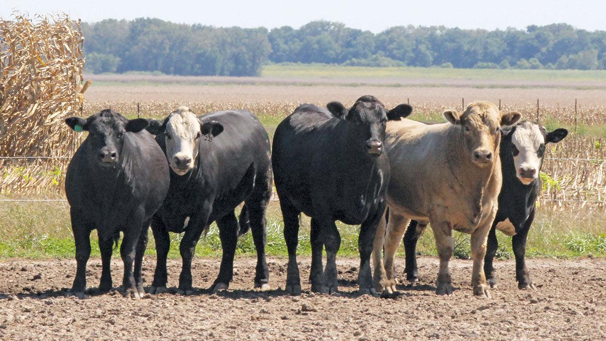 Beef cattle
