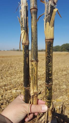 Stalk rot symptoms can be misleading in corn fields