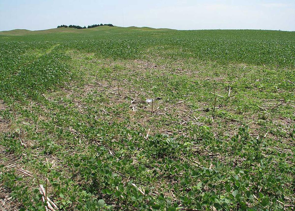 damaged soybean field SCN