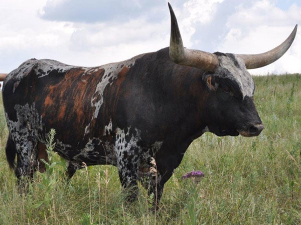 Beef Breeds: Texas longhorns