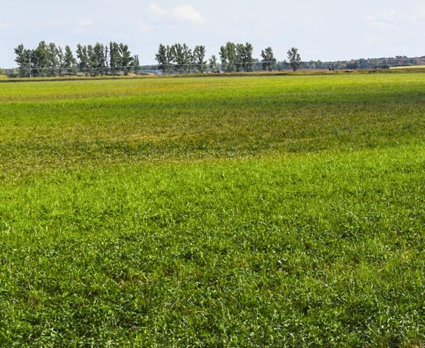 Cover crop