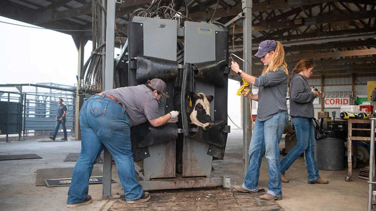 students working with cattle