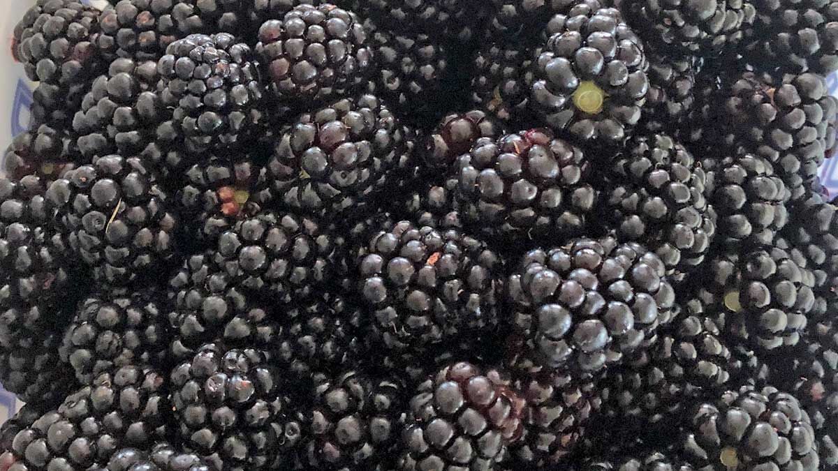 fresh-blackberries-2