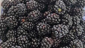 Blackberry Vinaigrette recipe