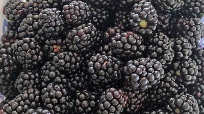 fresh-blackberries-2
